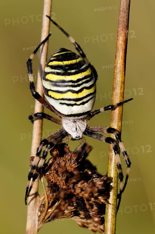 Wasp Spider (Argiope bruennichi)