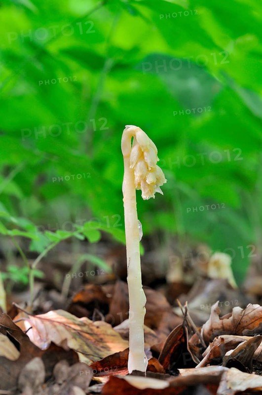 Dutchman's Pipe (Monotropa hypopitys)