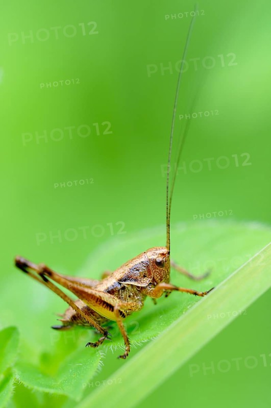 Dark Bush-cricket (Pholidoptera griseoaptera)