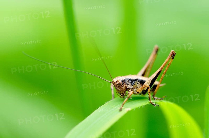 Dark Bush-cricket (Pholidoptera griseoaptera)