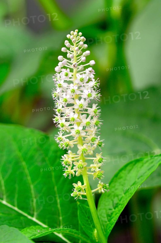 Indian Poke (Phytolacca acinosa)