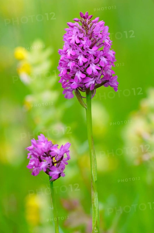 Pyramidal Orchid (Anacamptis pyramidalis)
