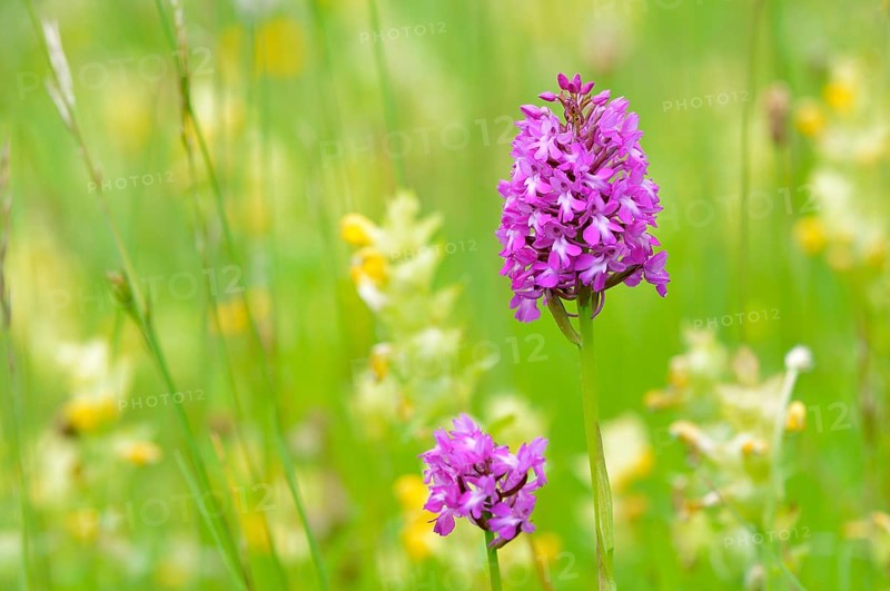 Pyramidal Orchid (Anacamptis pyramidalis)