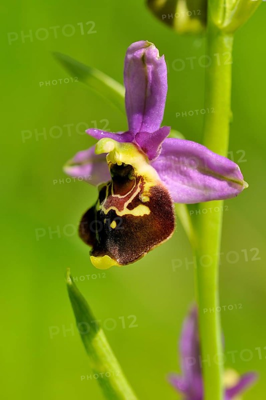 Late Spider-orchid (Ophrys holoserica)