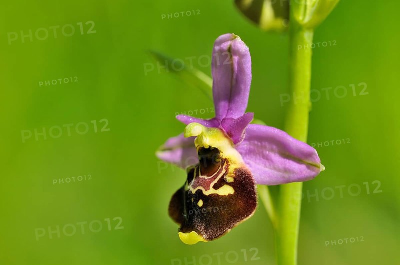 Late Spider-orchid (Ophrys holoserica)
