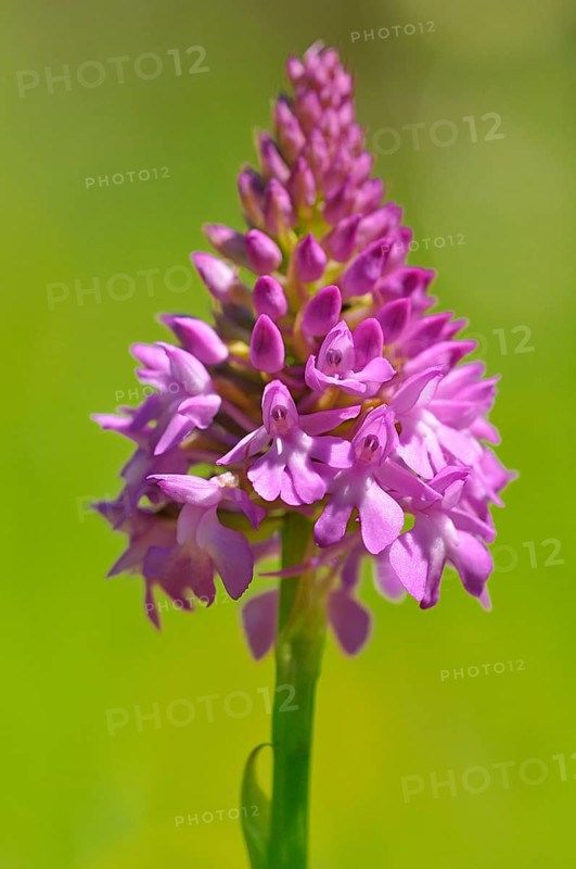 Pyramidal Orchid (Anacamptis pyramidalis)