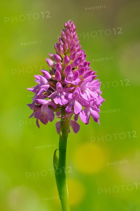 Pyramidal Orchid (Anacamptis pyramidalis)