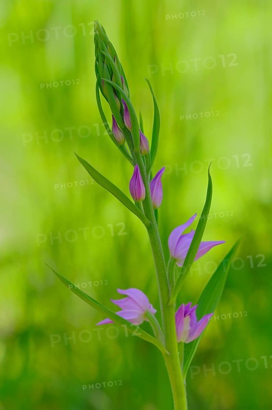 Red Helleborine (Cephalanthera rubra)