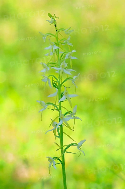 Lesser Butterfly-orchid (Platanthera bifolia)