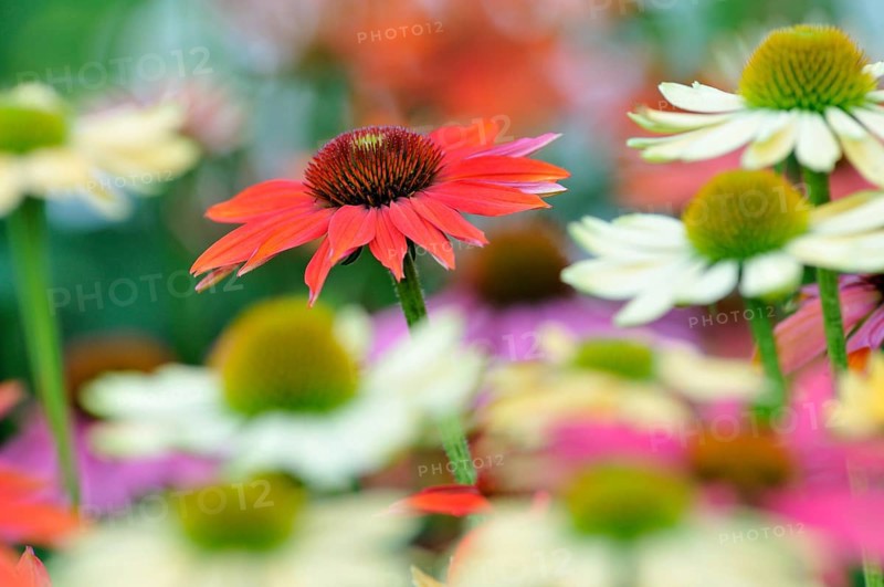 Various coneflowers (Echinacea sp.)