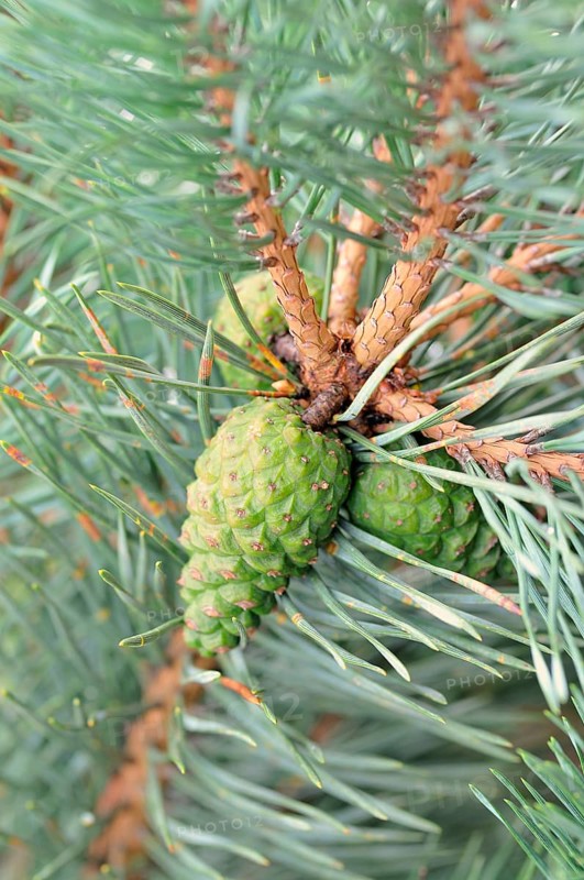 Pine (Pinus sp.)