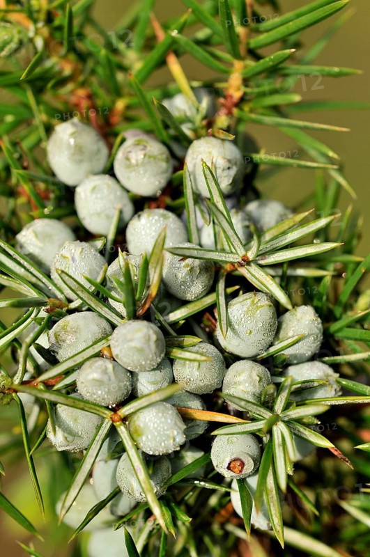 Common Juniper (Juniperus communis) with unripe berry-shaped cones