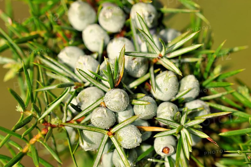 Common Juniper (Juniperus communis) with unripe berry-shaped cones
