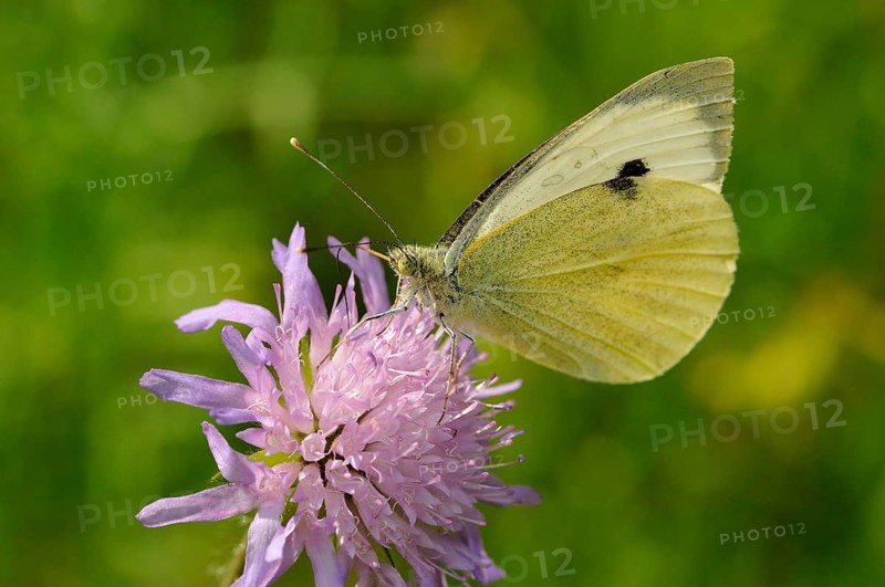 Large white (Pieris brassicae) butterfly sitting on a honeysuckle (Scabiosa sp.)