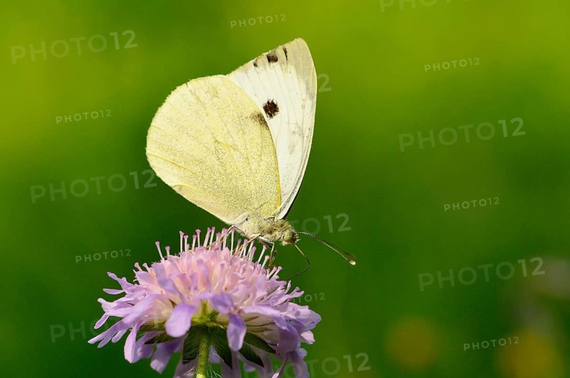Large white (Pieris brassicae) butterfly sitting on a honeysuckle (Scabiosa sp.)