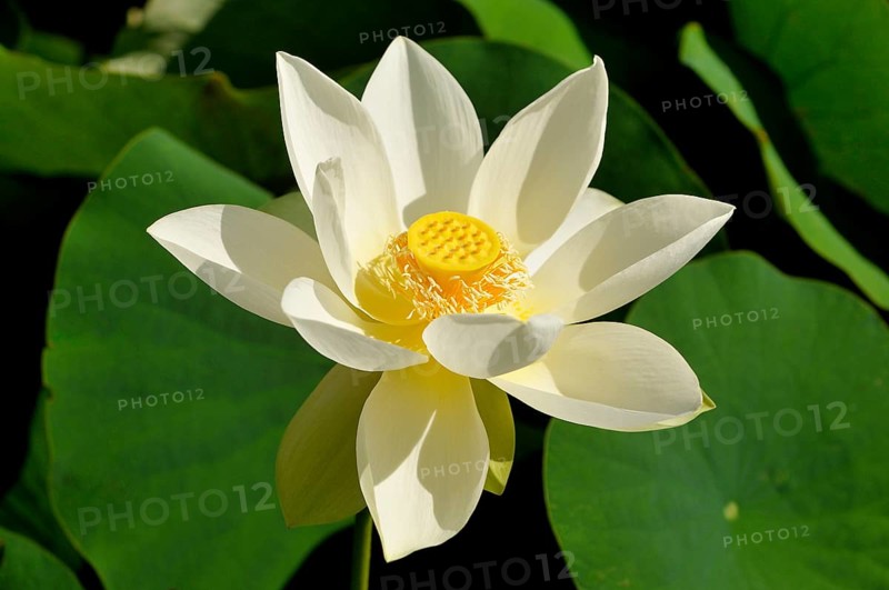 White lotus flower (Nelumbo sp.)