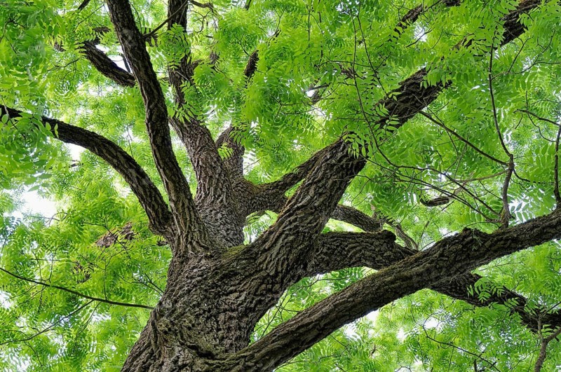 Eastern black walnut (Juglans nigra)