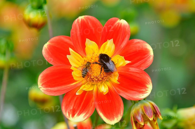 Dahlia (Dahlia)
