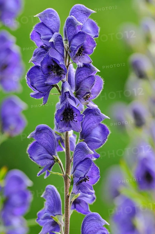 Monkshood (Aconitum) with inflorescence