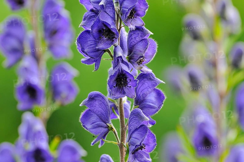 Monkshood (Aconitum) with inflorescence
