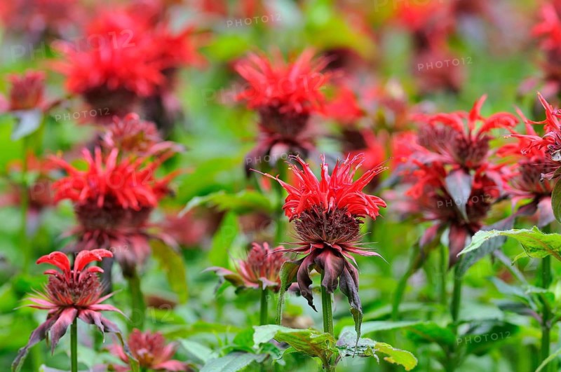Bee balm (Monarda didyma)