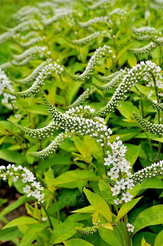 Gooseneck loosestrife (Lysimachia clethroides)
