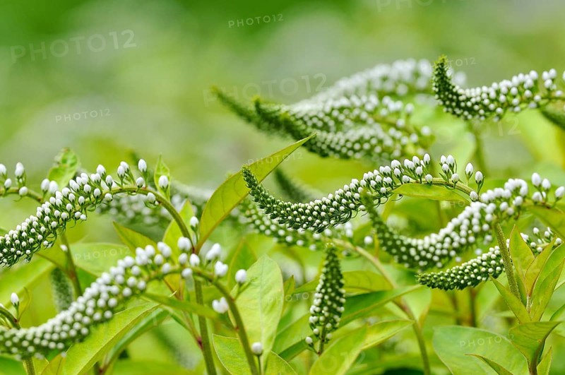 Gooseneck loosestrife (Lysimachia clethroides)