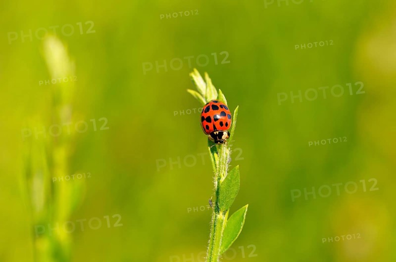 Multicolored Asian lady beetle or ladybug (Harmonia axyridis) sitting on a plant