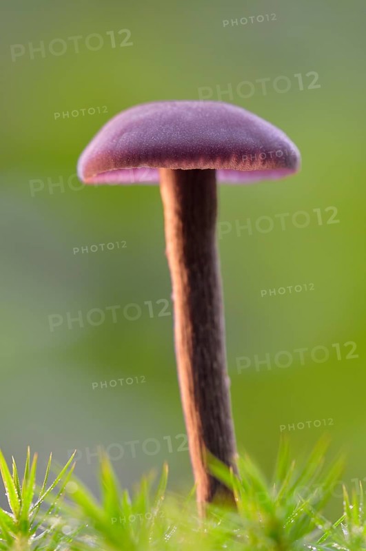 Amethyst deceiver (Laccaria amethystina) in moss