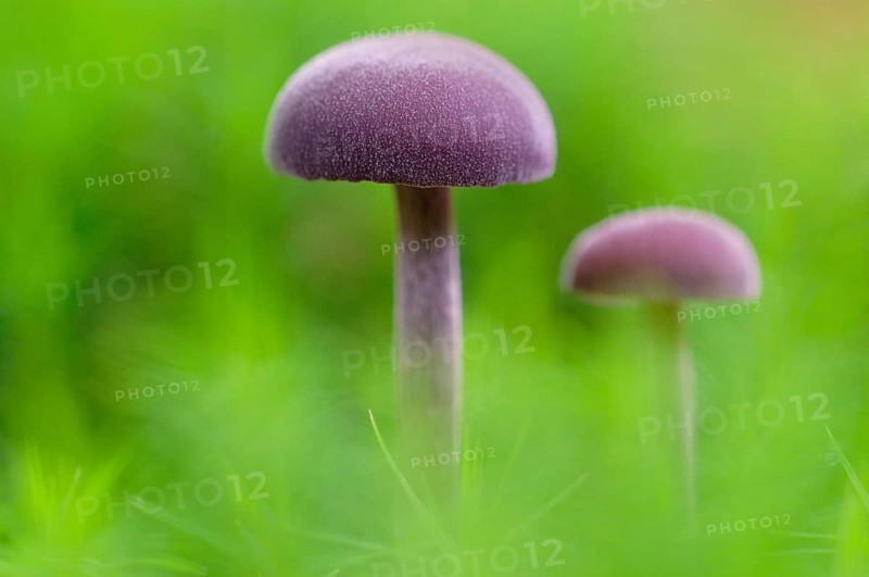 Amethyst deceiver (Laccaria amethystina) in moss