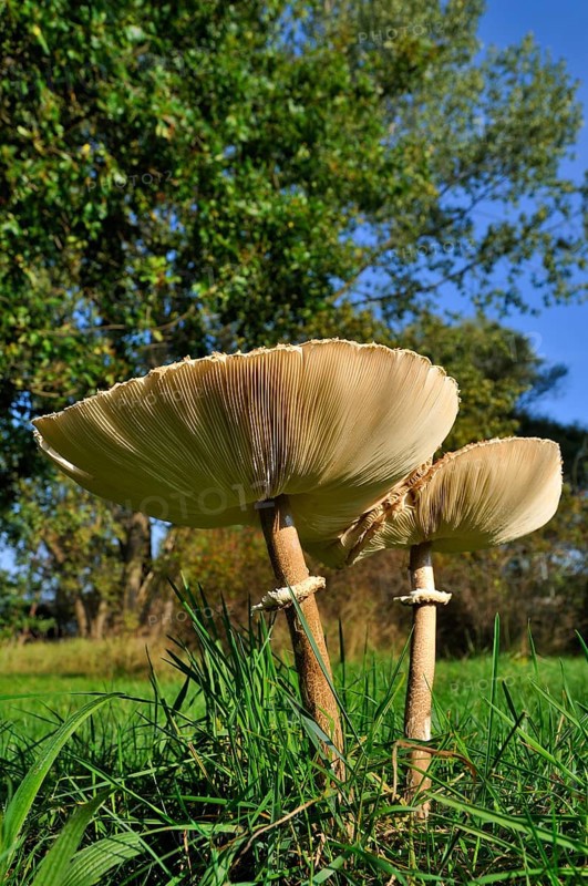 Parasol mushroom (Macrolepiota procera)