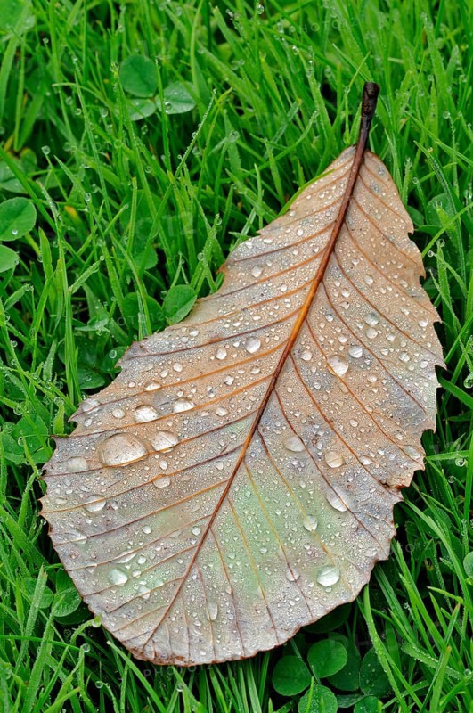 Pontine or Armenian oak (Quercus pontica)