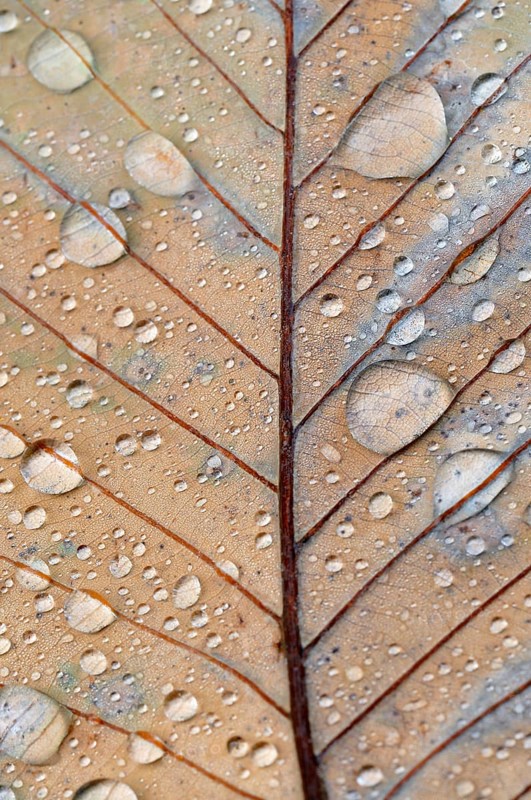 Pontine or Armenian oak (Quercus pontica)