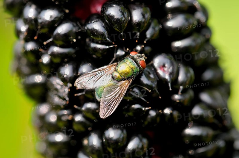 Common green bottle fly (Lucilia sericata) sitting on Indian pokeweed (Phytolacca acinosa) fruits