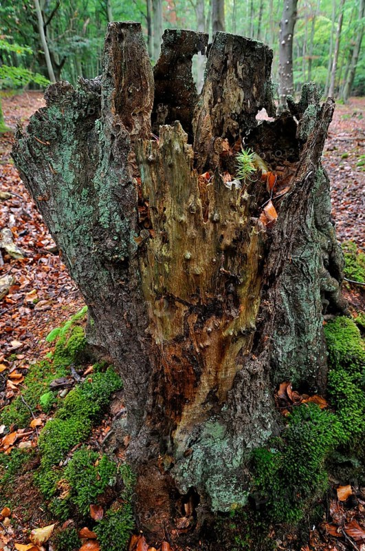 Norway spruce (Picea abies)