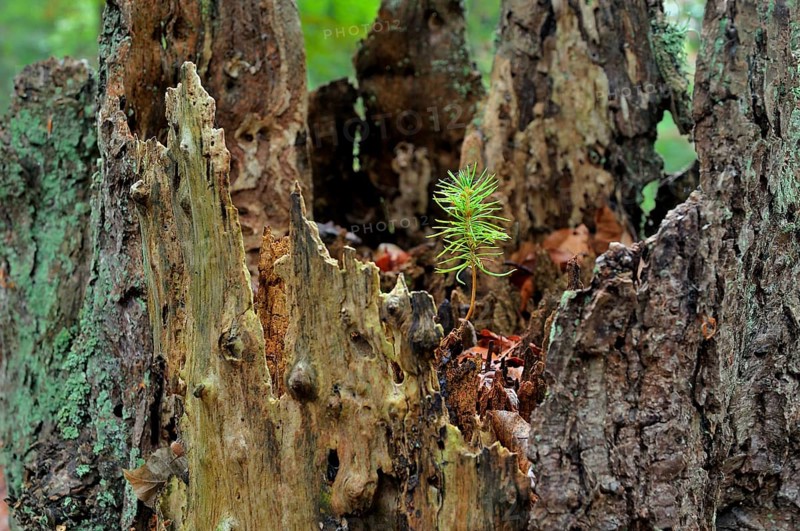 Norway spruce (Picea abies)