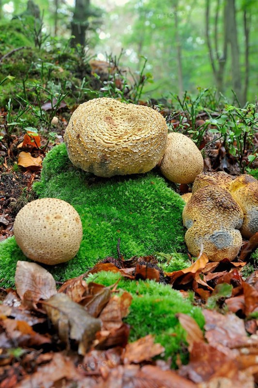 Earth balls (Scleroderma sp. sp.)