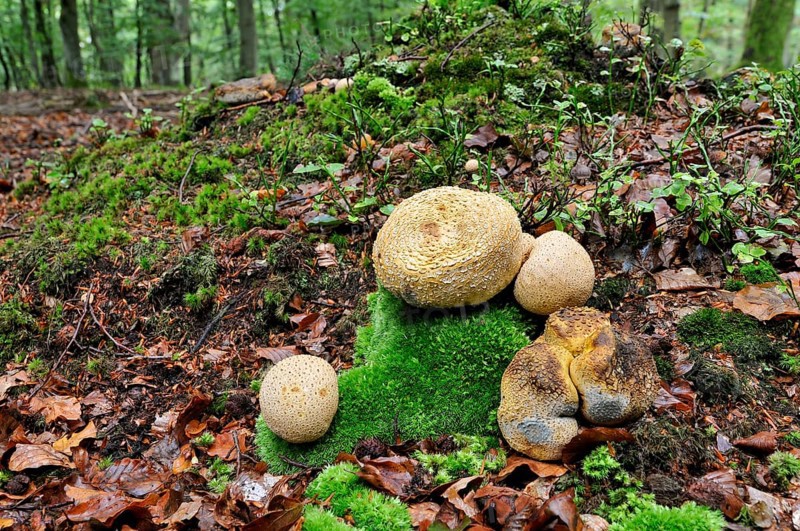 Earth balls (Scleroderma sp.)
