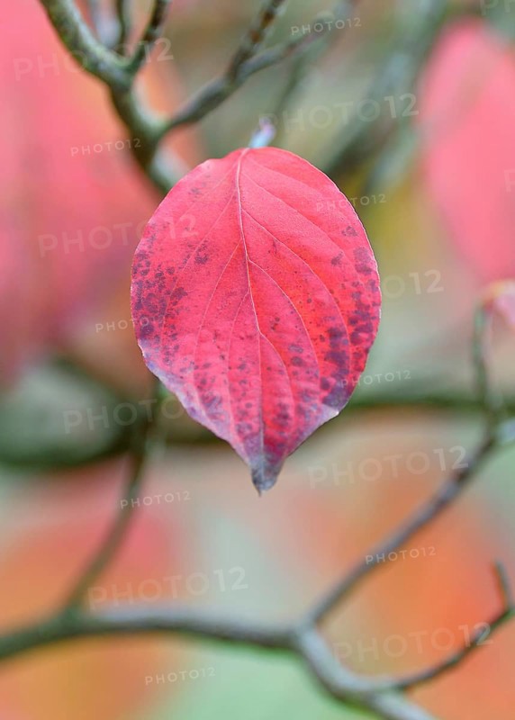 Common dogwood (Cornus sanguinea)