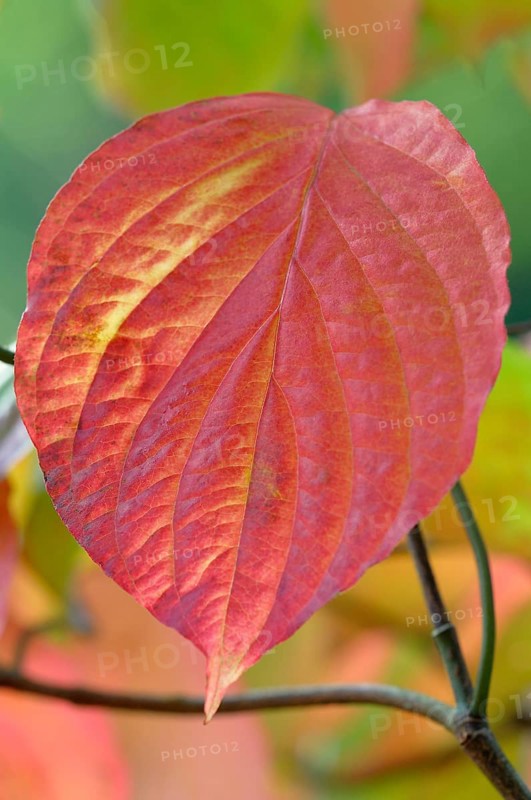 Common dogwood (Cornus sanguinea)