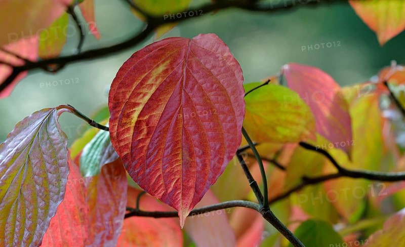 Common dogwood (Cornus sanguinea)