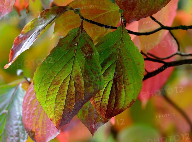Common dogwood (Cornus sanguinea)