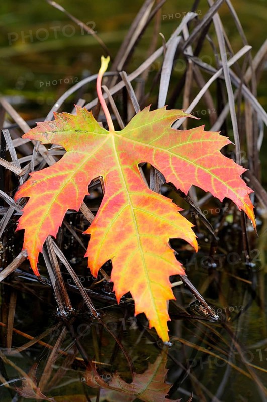 Silver maple leaf (Acer saccharinum)