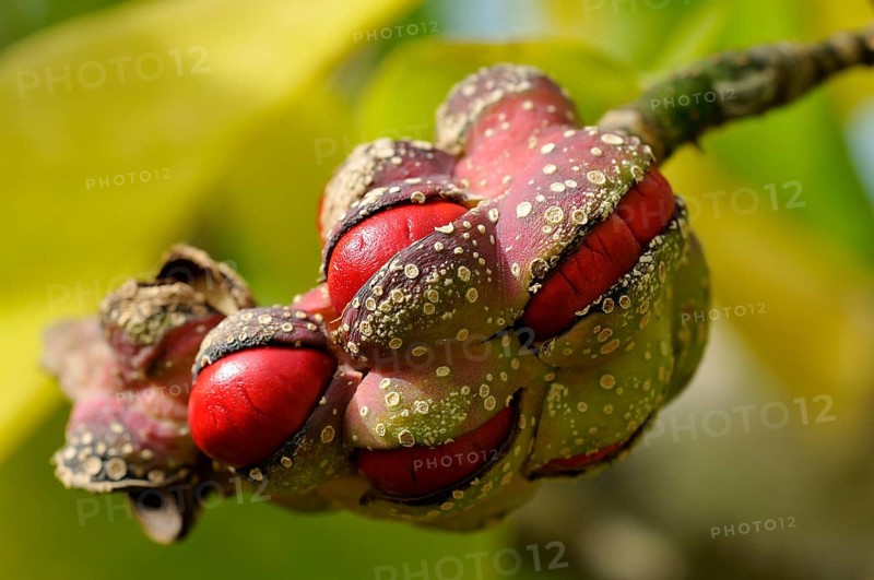 Kobushi or Kobus magnolia (Magnolia Kobus)