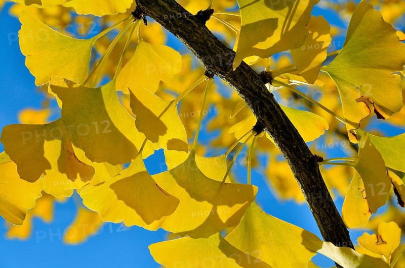 Autumnal leaves on at Gingko tree (Ginkgo biloba)