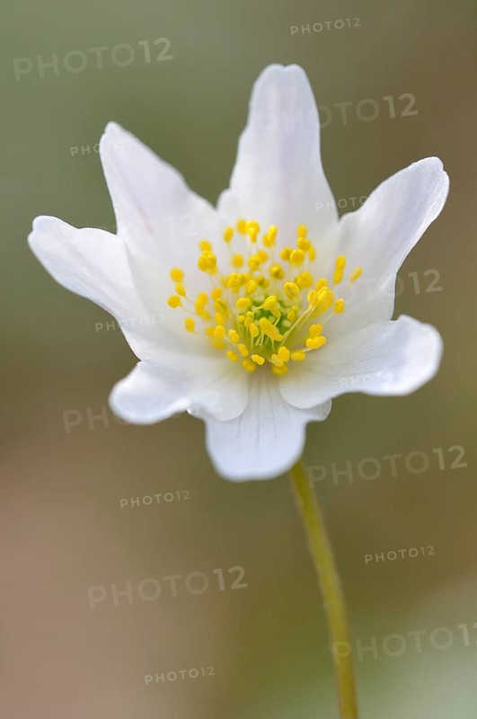 Windflower
