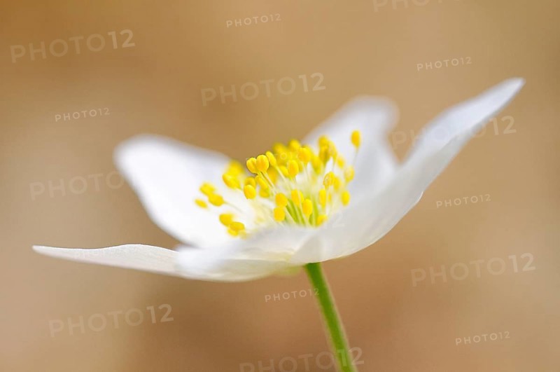 Windflower