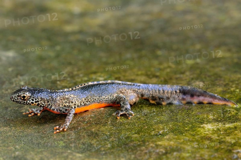 Alpine newt (Ichthyosaura alpestris) male