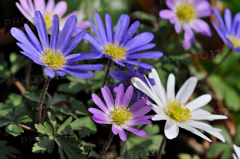Balkan anemone