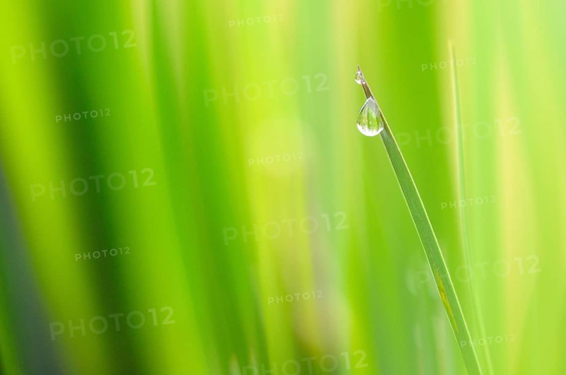 Iris (Iris sp.) leaf tip with rain drop